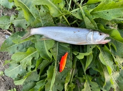 ハスの釣果