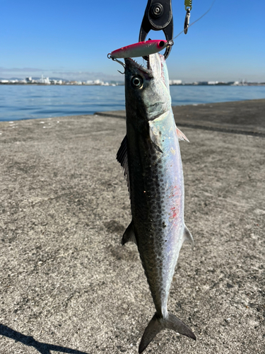 サゴシの釣果