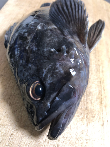 クロソイの釣果