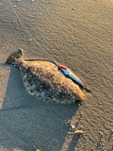 ソゲの釣果