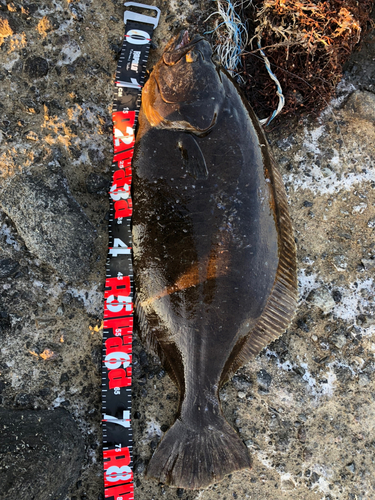 ヒラメの釣果