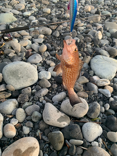 オオモンハタの釣果