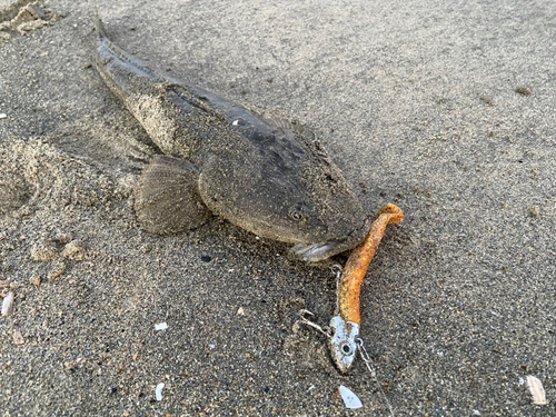 マゴチの釣果