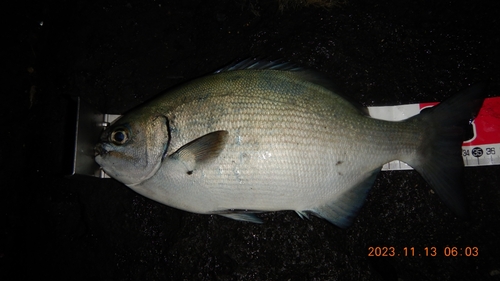 イスズミの釣果