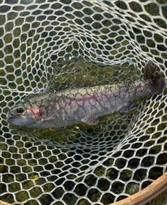 ニジマスの釣果