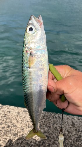 サバの釣果