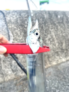 タチウオの釣果