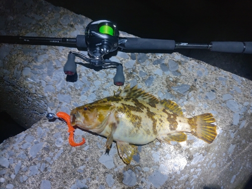 タケノコメバルの釣果