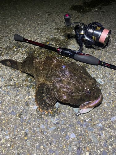 ギスカジカの釣果