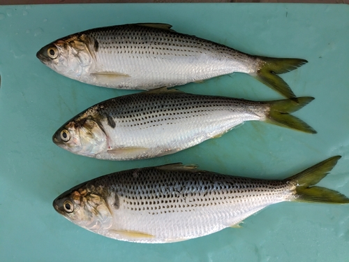 コノシロの釣果