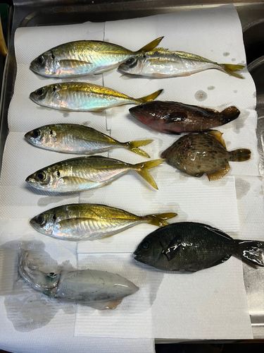 アジの釣果