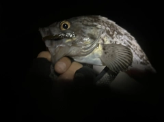 クロソイの釣果