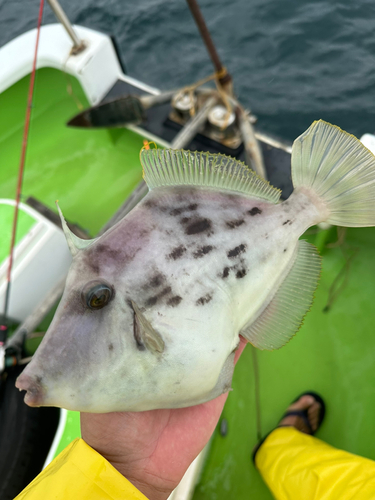 カワハギの釣果