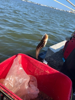 ゴンズイの釣果