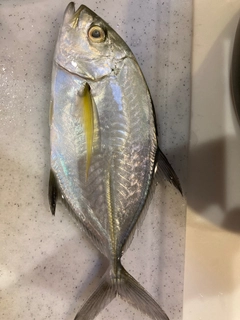 テンジクアジの釣果