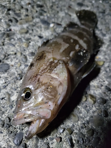 クエの釣果