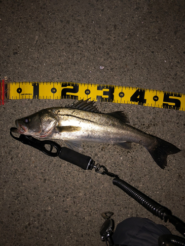 シーバスの釣果