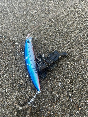 オニオコゼの釣果