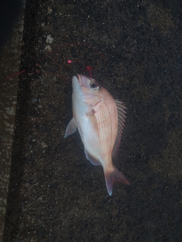 チャリコの釣果