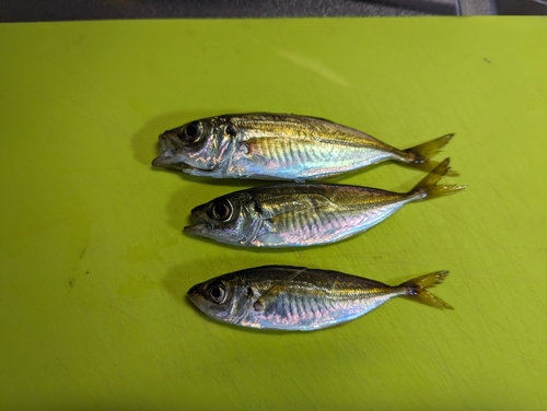 アジの釣果