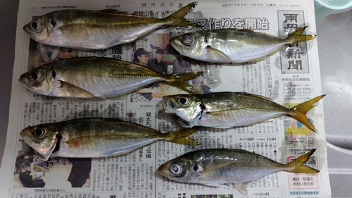 アジの釣果