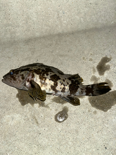 タケノコメバルの釣果