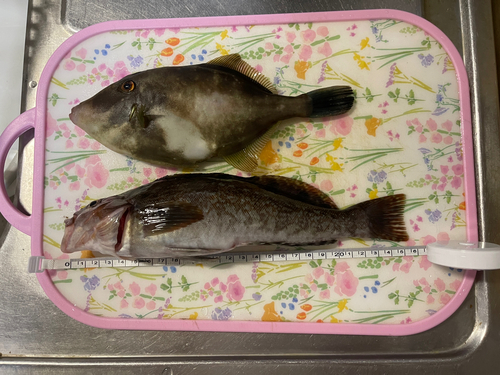 アイナメの釣果