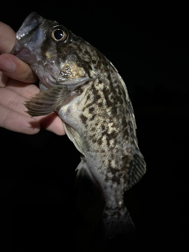 タケノコメバルの釣果