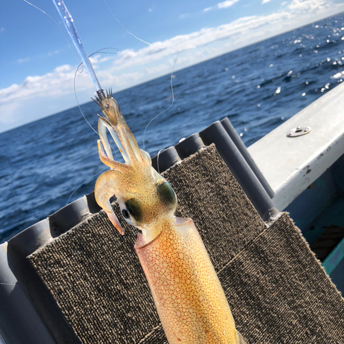 ヤリイカの釣果