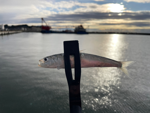 イワシの釣果