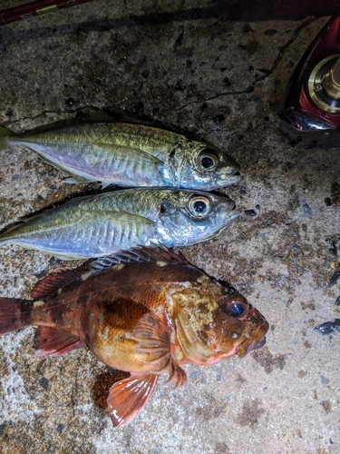 アジの釣果