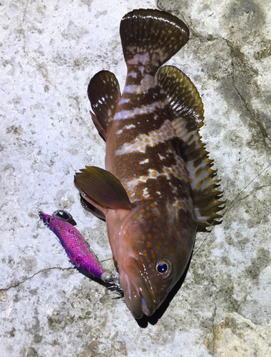 キジハタの釣果