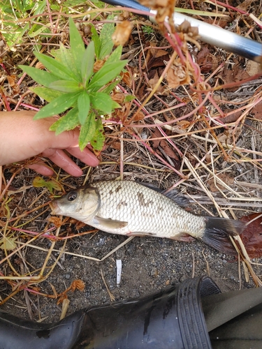 コイの釣果