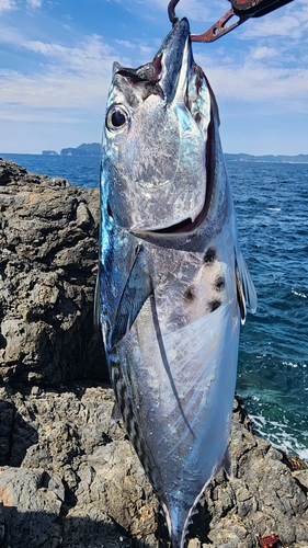 スマの釣果