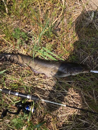 ニホンナマズの釣果