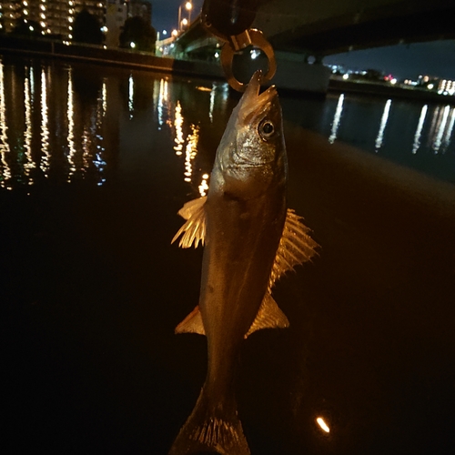 セイゴ（マルスズキ）の釣果