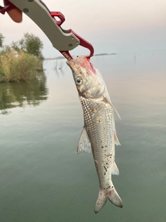 ニゴイの釣果