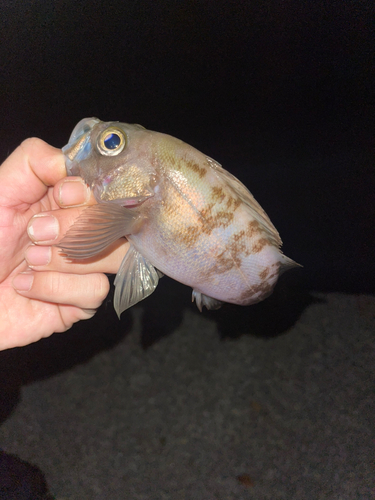 アカメバルの釣果