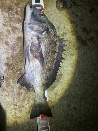 クロダイの釣果