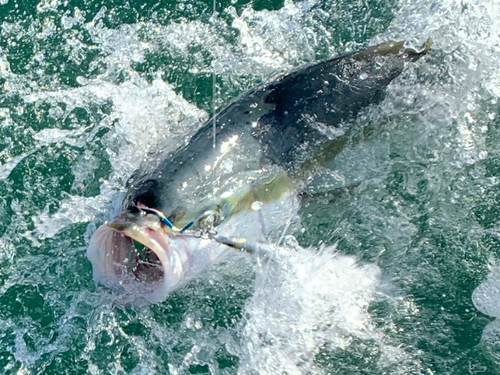 メジロの釣果