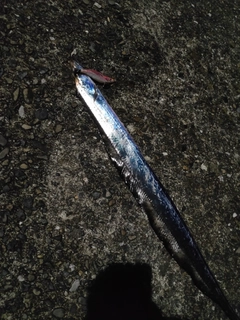 タチウオの釣果