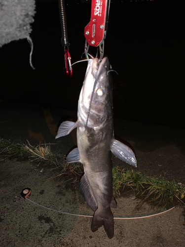 アメリカナマズの釣果