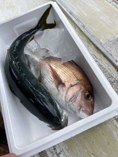 ヤズの釣果