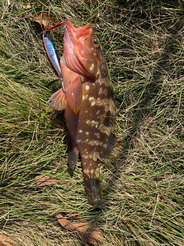 アコウの釣果