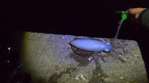 アオリイカの釣果