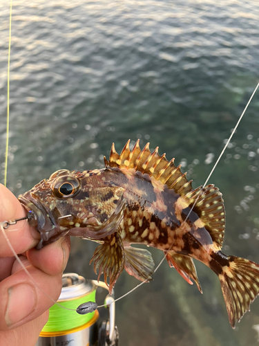 カサゴの釣果