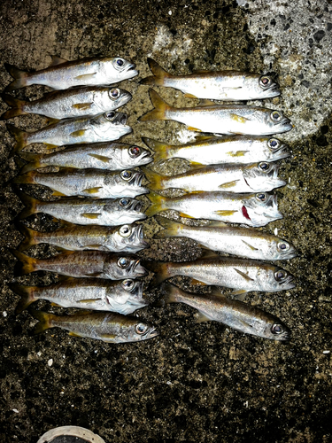 クロムツの釣果