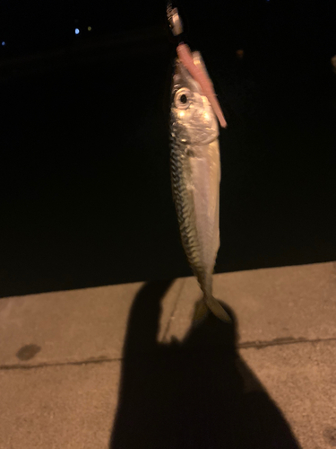 サバの釣果