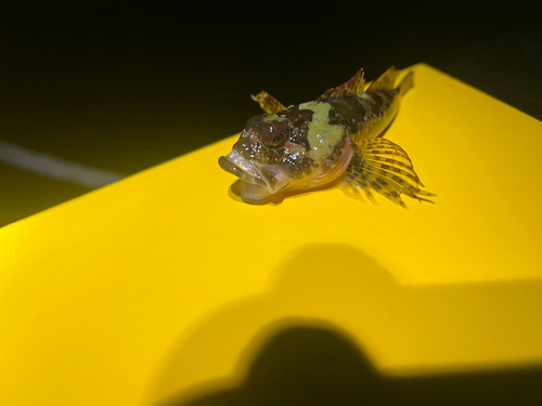 ニジカジカの釣果