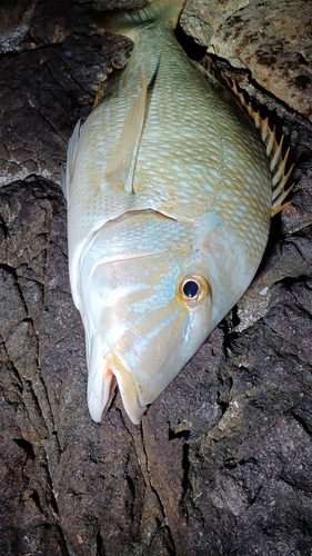 タマンの釣果